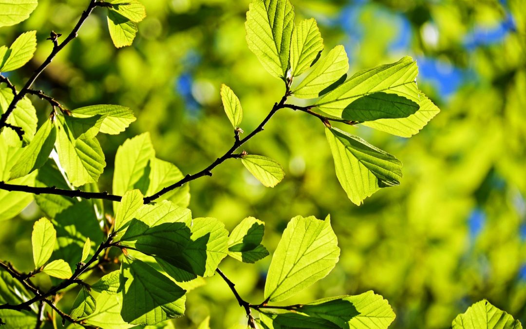 Ambiente: Países em vias de desenvolvimento precisam de ajuda para enfrentar alterações climáticas <img src="http://www.agencia.ecclesia.pt/portal/wp-content/uploads/2018/07/icon_video20.png">