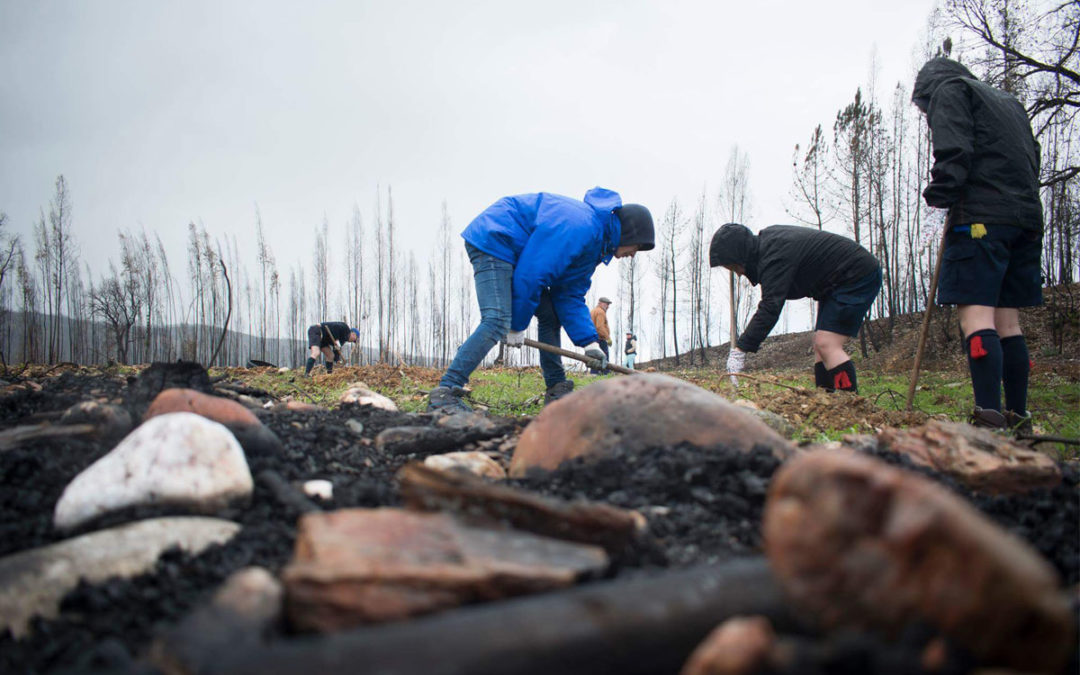 Incêndios: Escuteiros da Ramada unidos pela floresta